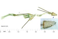 Metzneria artificella