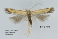Metzneria artificella