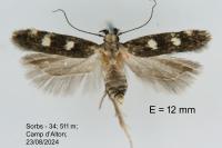 Gelechia mediterranea