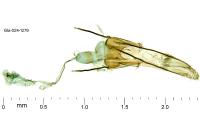 Coleophora dianthi