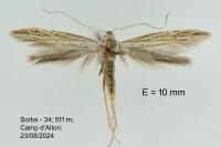 Coleophora dianthi