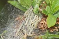 Yponomeuta padella