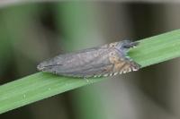 Grapholita gemmiferana