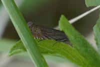 Grapholita gemmiferana