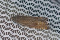 Grapholita gemmiferana