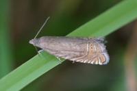Grapholita gemmiferana