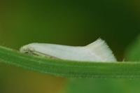 Elachista argentella