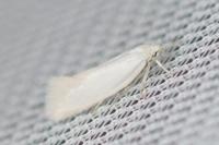Elachista argentella