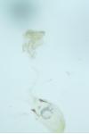 Caloptilia honoratella