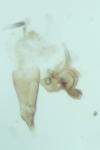 Oxypteryx immaculatella