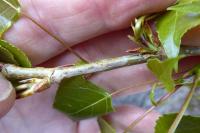 Phyllocnistis extrematrix