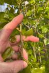 Phyllocnistis extrematrix
