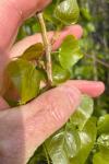 Phyllocnistis extrematrix