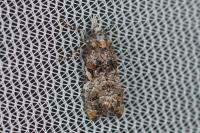Phtheochroa rugosana