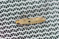 Tinea trinotella