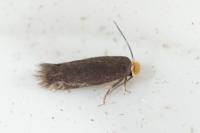 Stigmella