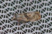 Cochylidia implicitana