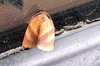Cacoecimorpha pronubana