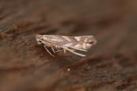 Phyllonorycter maestingella