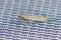 Aspilapteryx tringipennella