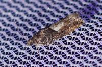 Epinotia immundana