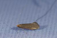 Nematopogon adansoniella