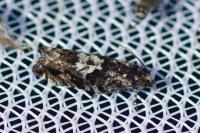 Pammene argyrana