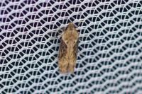 Scrobipalpa costella