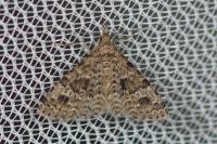 Alucita hexadactyla