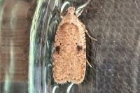 Agonopterix propinquella