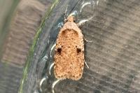 Agonopterix propinquella
