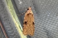 Agonopterix propinquella