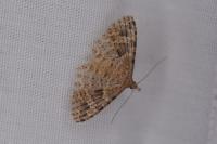 Alucita hexadactyla/bidentata