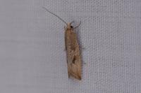 Bactra