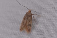 Borkhausenia