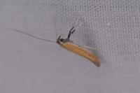 Aspilapteryx tringipennella