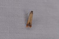 Coptotriche marginea