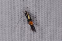 Cosmopterix orichalcea