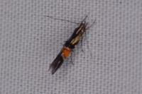 Cosmopterix orichalcea