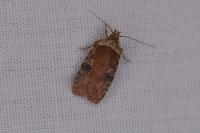 Agonopterix purpurea