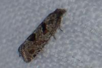 Eriopsela quadrana
