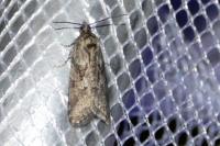 Cnephasia