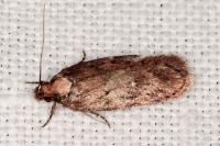 Depressaria albipunctella
