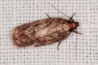 Depressaria albipunctella