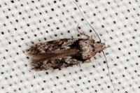 Carpatolechia decorella