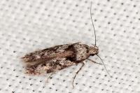 Carpatolechia decorella
