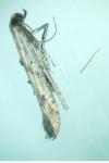 Epermenia aequidentella