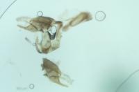 Epermenia aequidentella