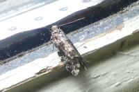 Nemapogon granellus