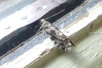 Nemapogon granellus
